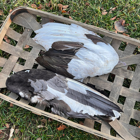 Dehydrated Duck Wings