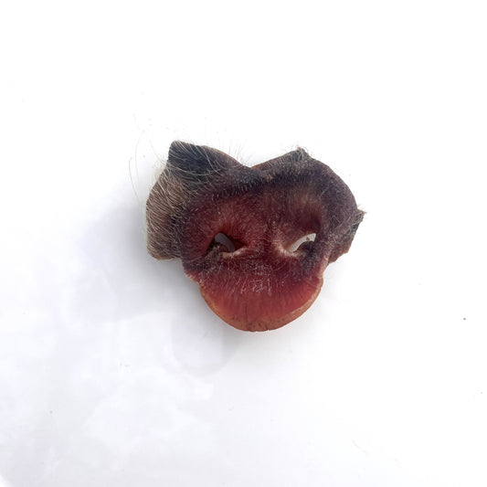 Dehydrated Pig Nose