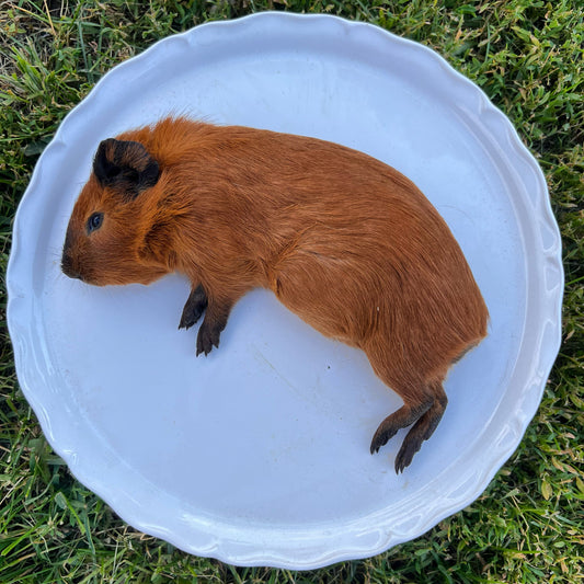 Whole Prey Guinea Pig