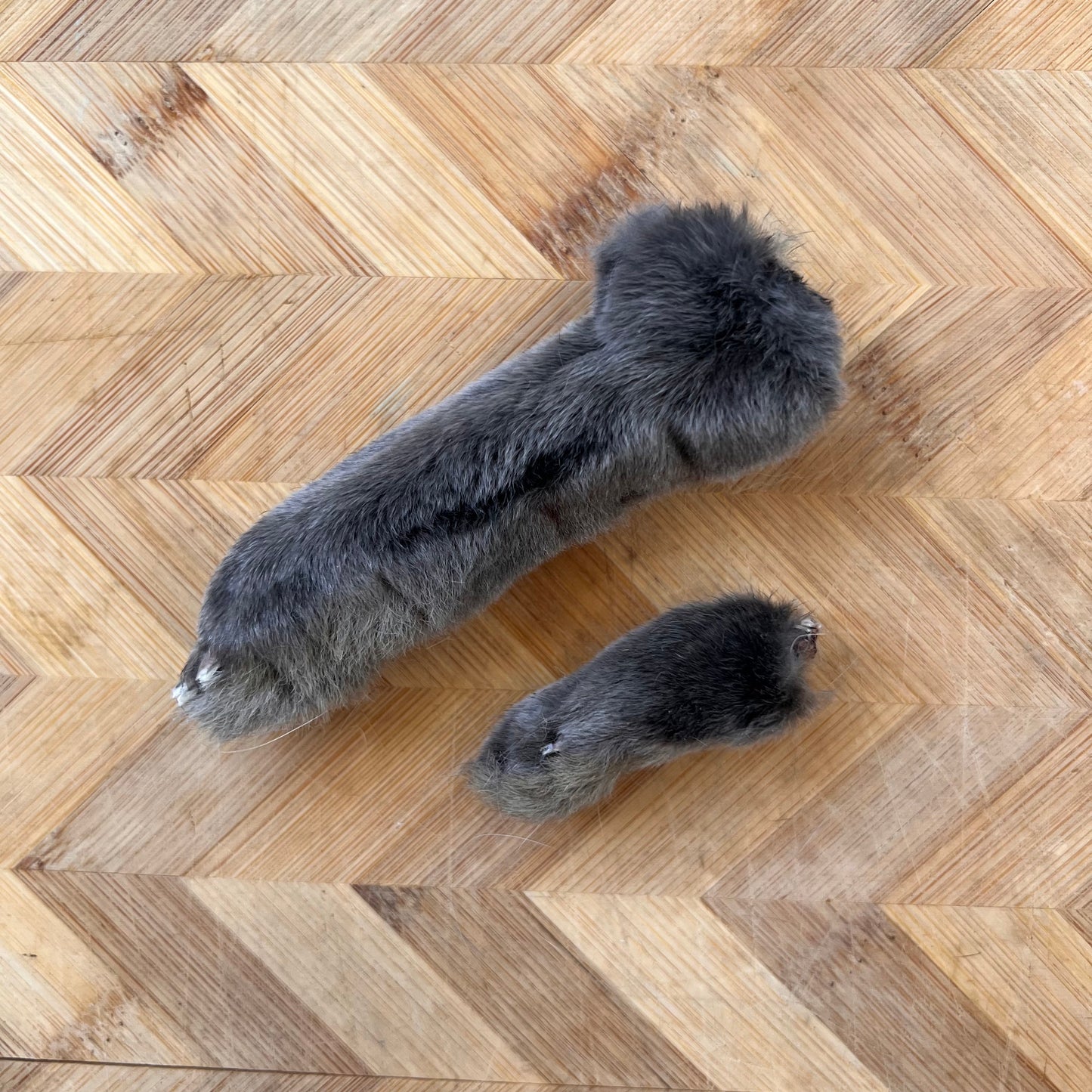 Dehydrated Rabbit Feet